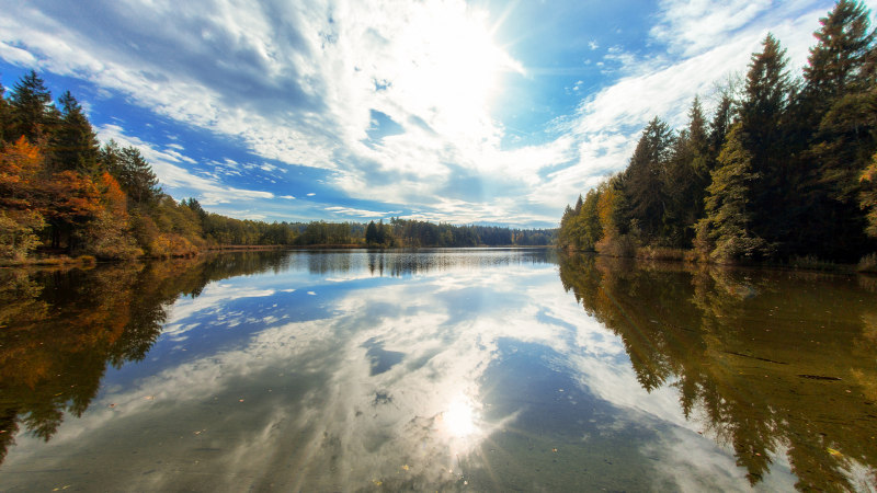 Neusee
